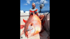 Man catches rare fish in Ft. Lauderdale for the first time since 2018